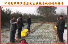 公司罗总在乾县现在指导培训洋葱种植技术