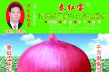 洋葱种子宣传页
