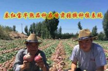 2016年秦红宝品种在甘肃种植表现