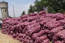 2016年秦红宝品种在陕西扶风种植表现