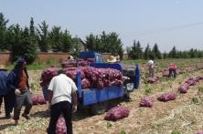 2016年秦红宝品种在陕西扶风种植表现