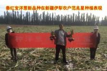2016年秦红宝特优中晚熟品种在新疆亩产2万亩