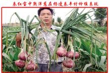 秦红宝特优中晚熟品种在陕西杨凌秦丰村种植表现