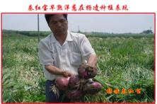 秦红宝特优早熟品种在陕西种植表现