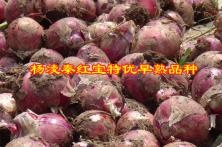 2017年秦红宝特优早熟品种种植表现