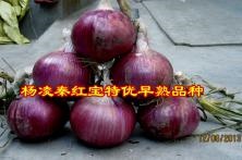 杨凌秦红宝特优早熟品种
