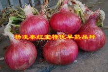 杨凌秦红宝特优早熟品种