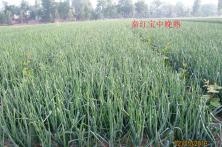 秦红宝中晚熟种植基地