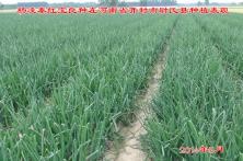 秦红宝良种在河南开封尉氏县种植基地