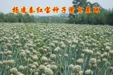 杨凌秦红宝种子繁育基地
