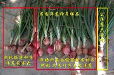 劣质洋葱品种表现