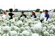 2018年陕西杨凌秦红宝育种基地
