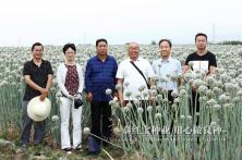 2018年客户参观秦红宝洋葱种业基地