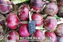 2018年秦红宝晚熟4号在陕西三元种植表现
