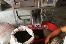 2018年秦红宝洋葱种子通过电脑精选