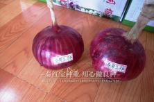2018年秦紫圣早熟9号品种种植表现