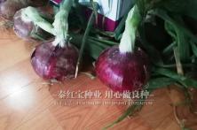 2018年秦紫圣早熟9号品种种植表现4