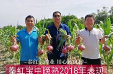 2018年秦红宝晚熟4号品种种植表现