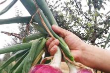 2018年秦红宝品种在三元种植表现