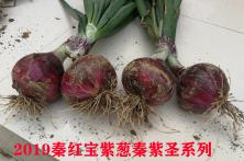 2019秦红宝紫葱秦紫圣系列