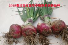 2019秦红宝红葱早中晚熟系列新品种