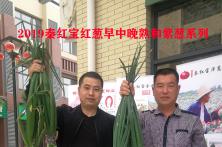 2019秦红宝红葱早中晚熟和紫葱系列