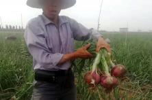 杨凌秦红宝洋葱成熟季各地洋葱表现