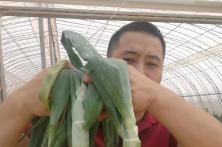 农民伯伯说：杨凌秦红宝洋葱蛮得很蛮得很！