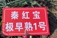 2023年秦红宝早熟一号种植表现
