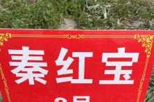 2023年秦红宝早熟三号种植表现